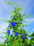 New butterfly pea flowers on a healthy green vine