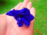 Fresh picked butterfly pea flower