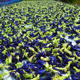 Fresh picked butterfly flower pea flowers drying