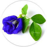 Fresh butterfly pea flower