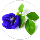 Butterfly Pea Flower Used To Make Our Products