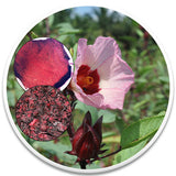 Dried Hibiscus Flowers